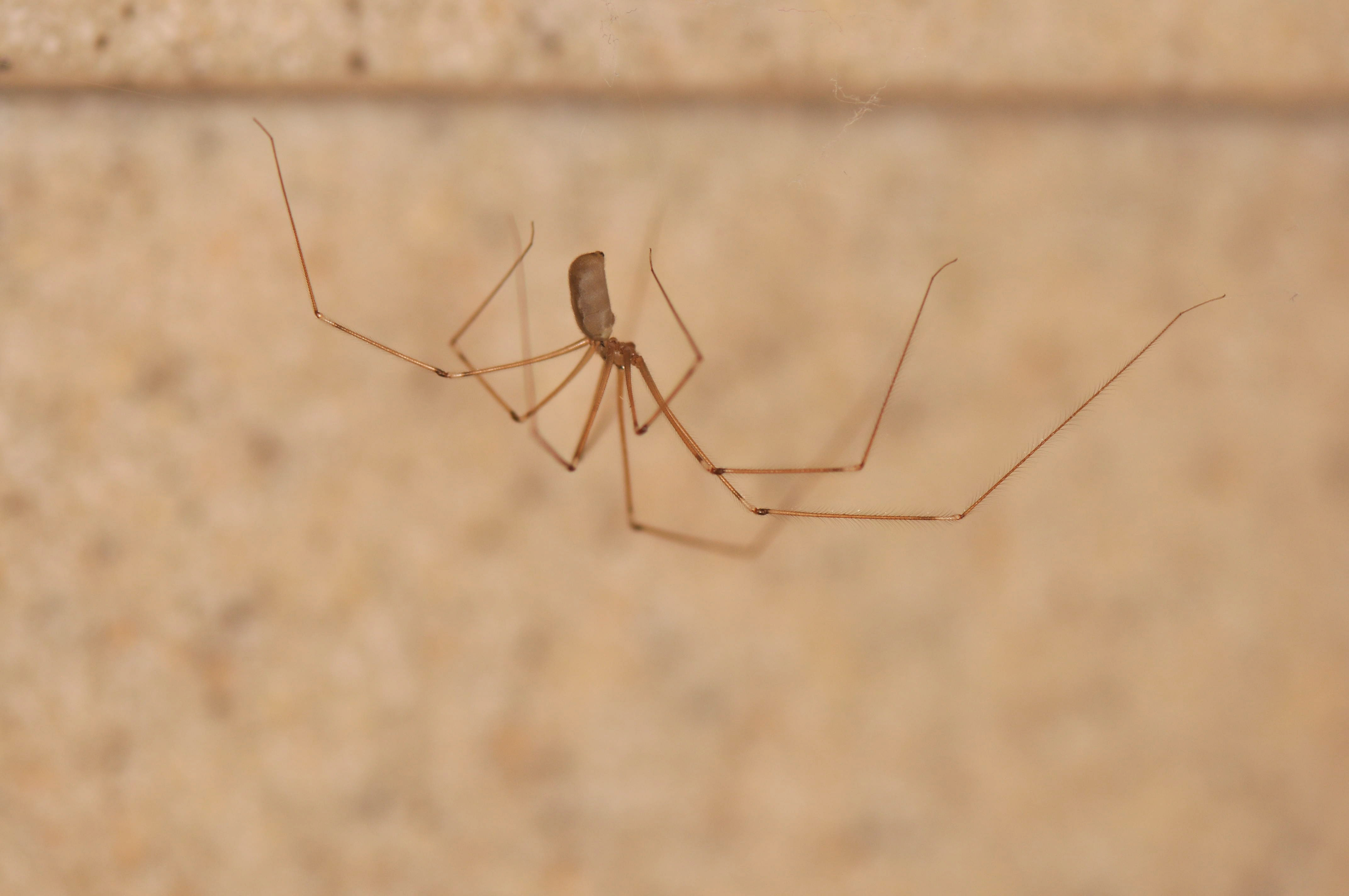 A cellar spider